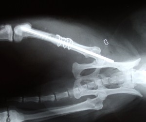 x-ray kitty